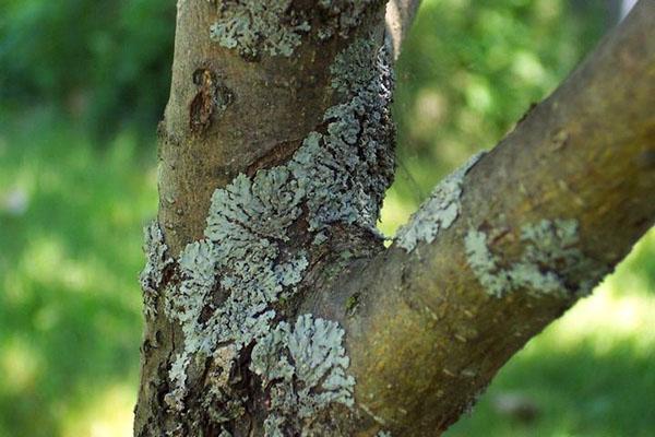 korstmossen op een fruitboom