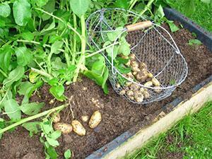 Jonge aardappelen plukken in de bedden