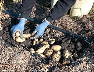 Aardappelen oogsten onder stro