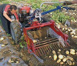 Aardappelen rooien met een achterlooptractor