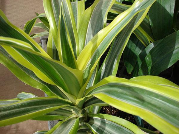 dracaena frangras