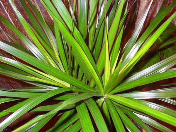 begrensde dracaena