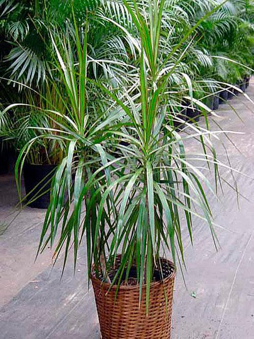 dracaena