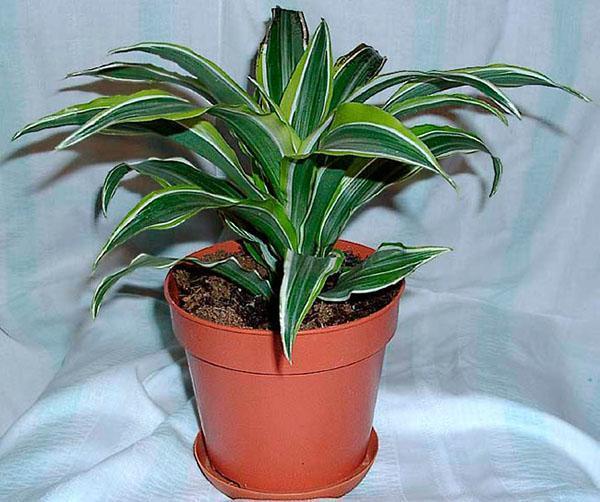 geurige dracaena