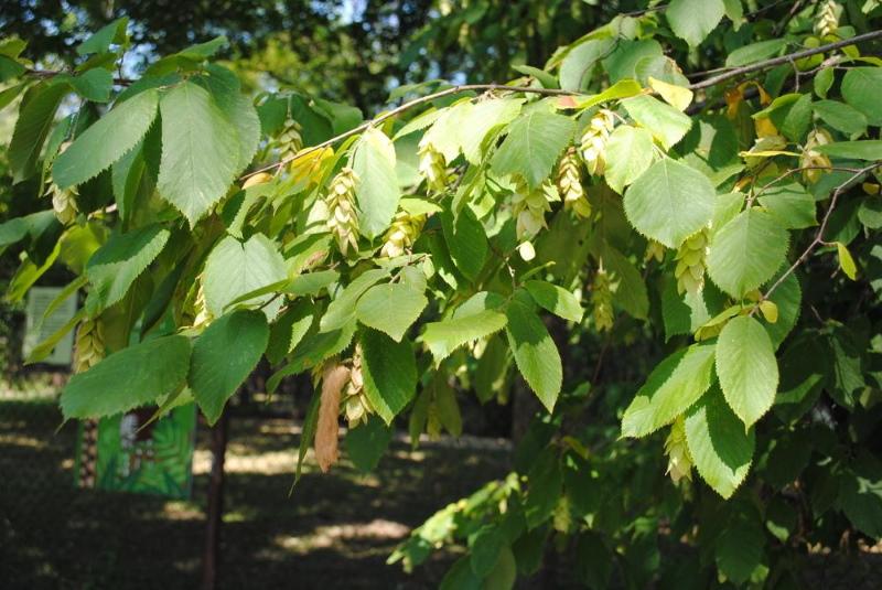 haagbeuk virginiana