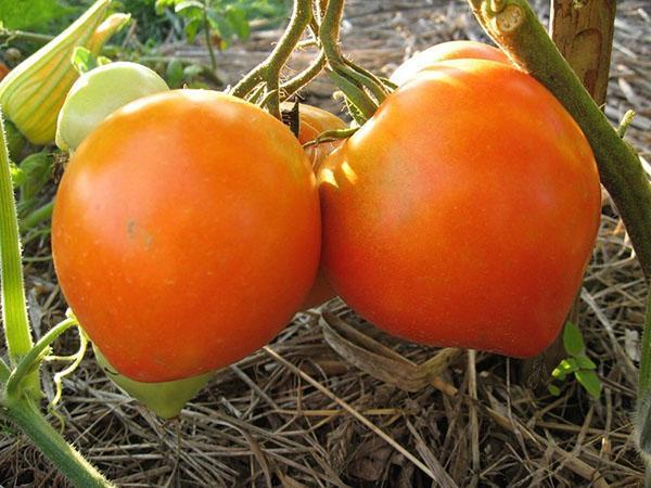 groeiende tomaten runderhart