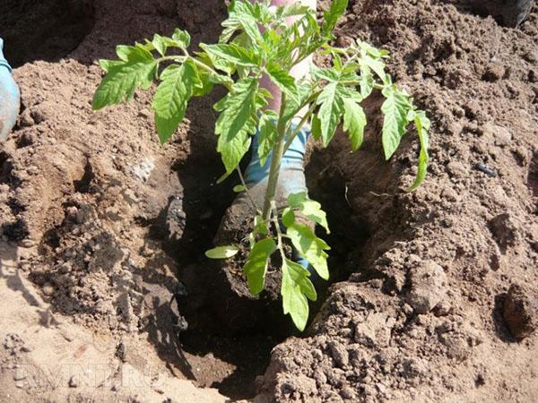 een zaailing in de volle grond planten