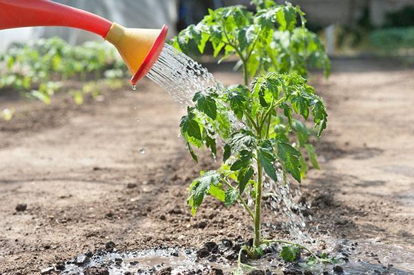 Tomaten water geven