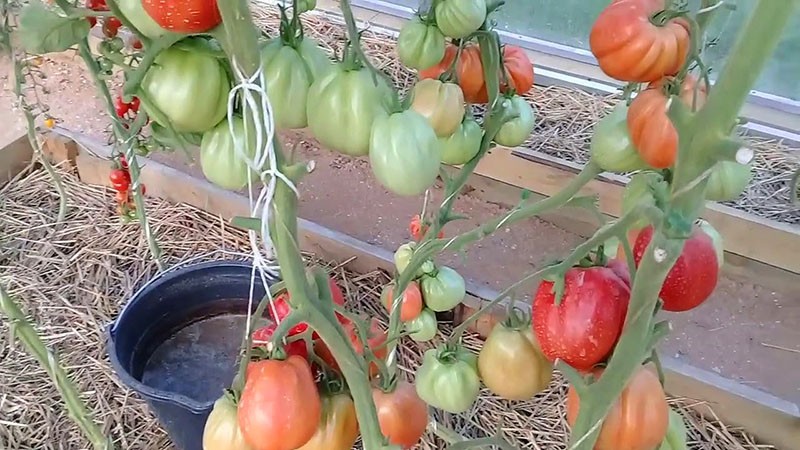 tomatensoort met hoge opbrengst