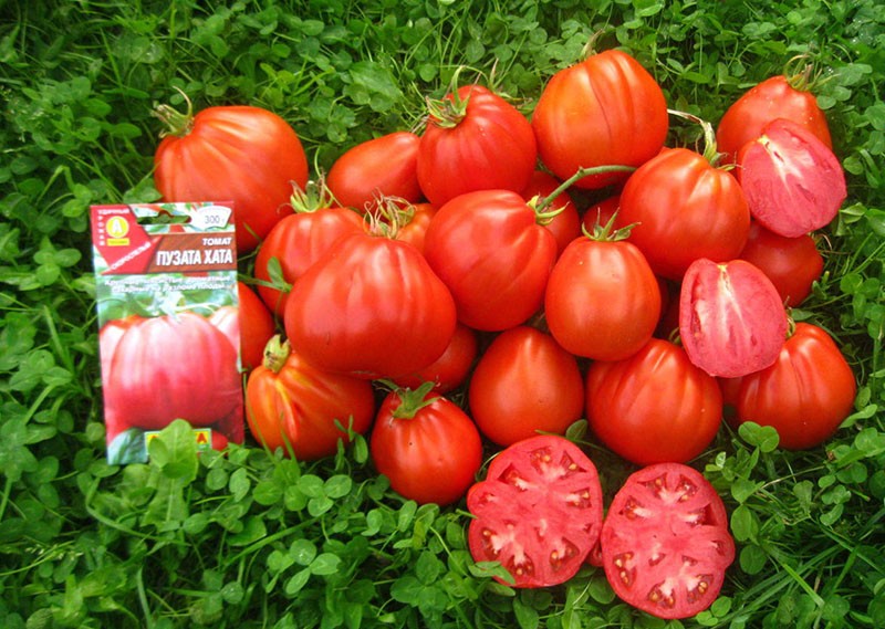 tomaten dikbuik hut