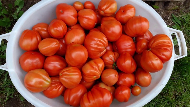 tomaten oogsten dikbuik hut