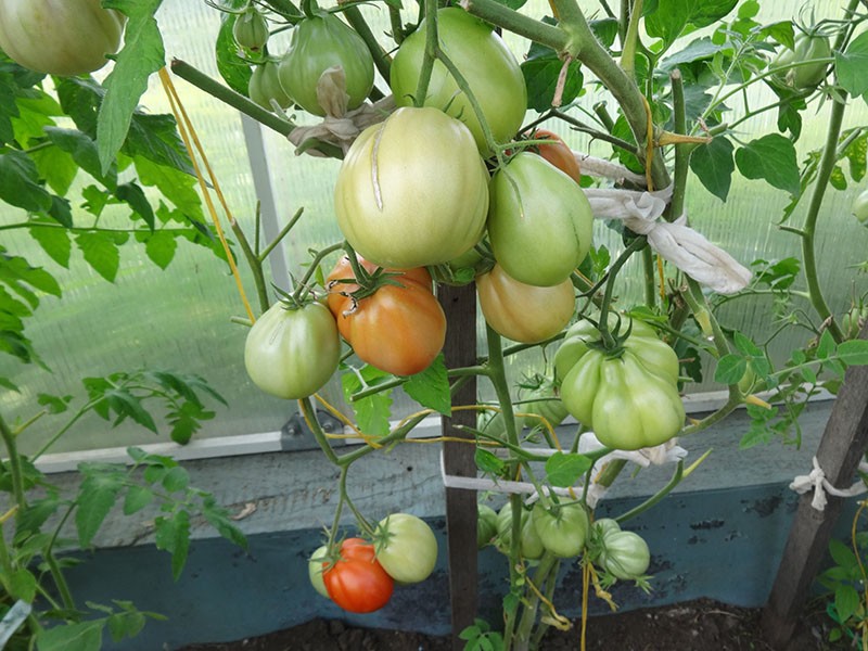 groeiende tomaten-dikbuikhut