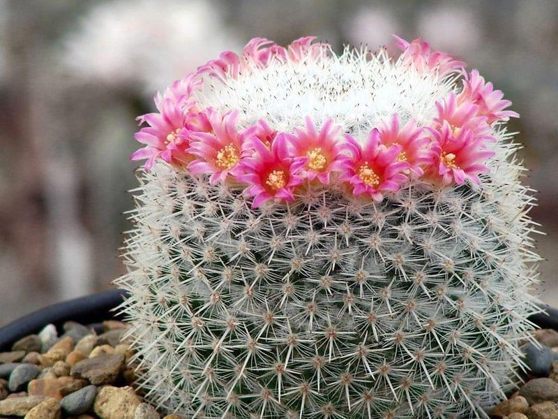 Mammillaria cvjeta