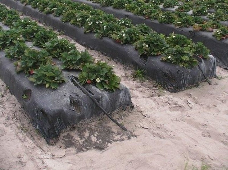 voordelen van het kweken van aardbeien onder plastic