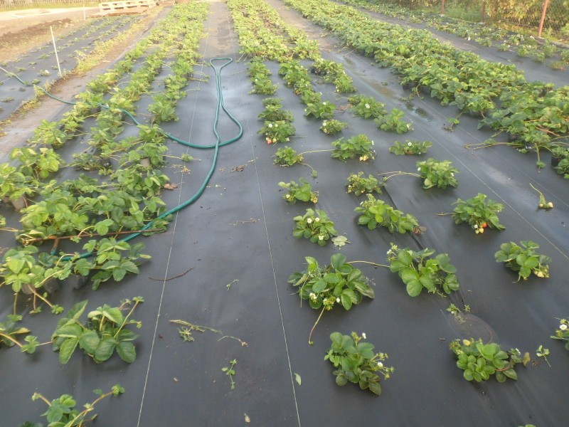 hoe aardbeien onder een film water te geven?