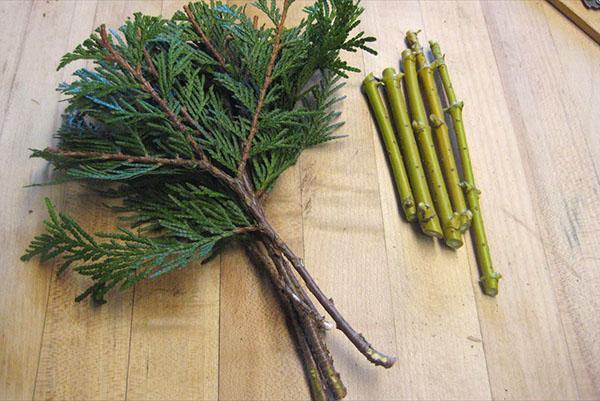 voorbereiding van thuja-stekken voor vermeerdering