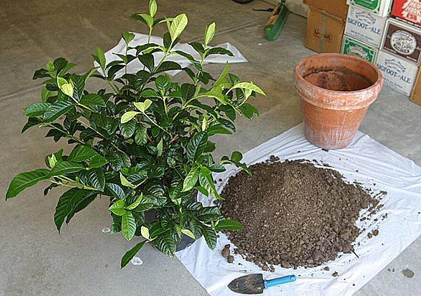 Rukovanje gardenijom i prostranijim loncem