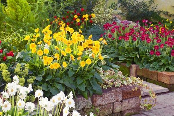 gerbera's in hoge bloemperken