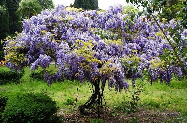 blauweregen in Wit-Russische tuinen