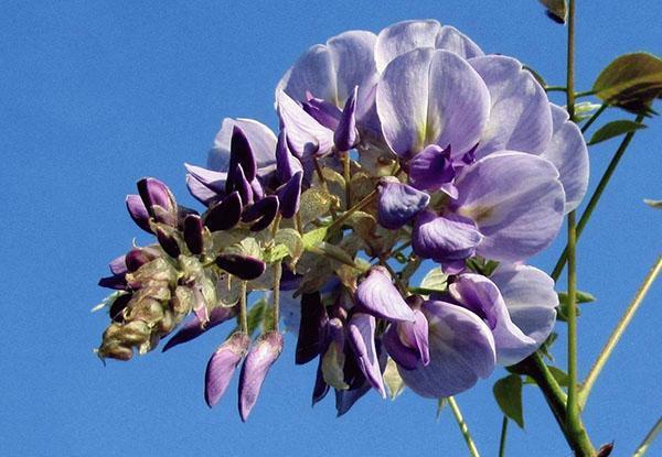 stelletje blauweregen bloeiwijzen