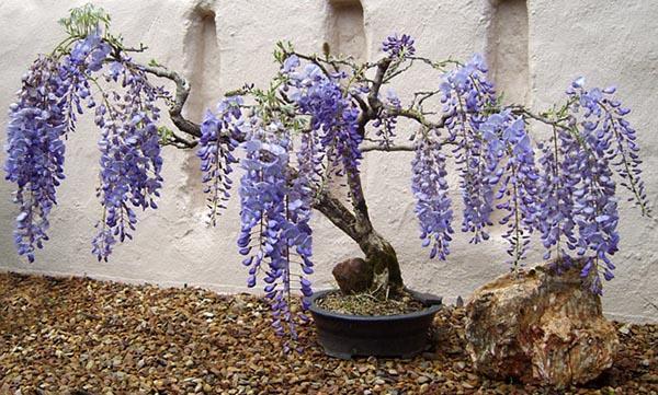 blauweregen in een pot