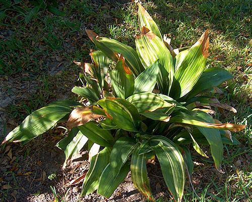 Aspidistra oštećena štetočinama