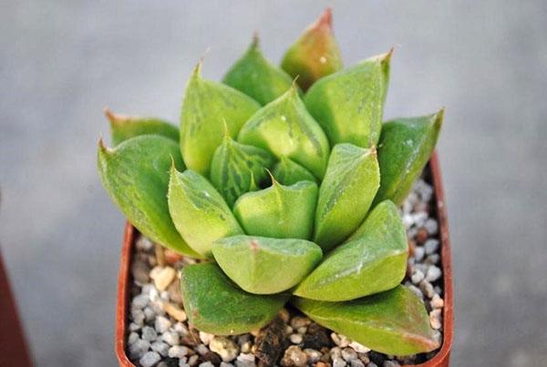 Haworthia navicular