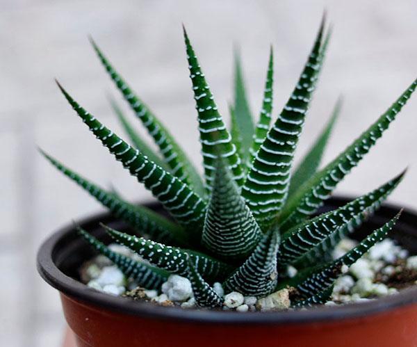 haworthia prugasta