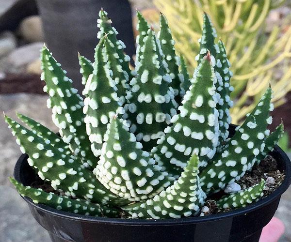 biserna haworthia