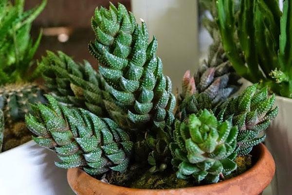 Haworthia Reinwardt