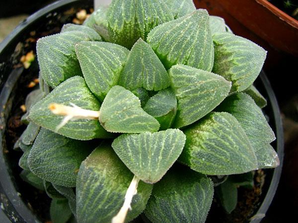 Haworthia patuljak