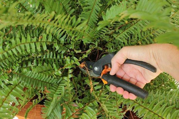 moeilijkheden bij het verzorgen van nephrolepis