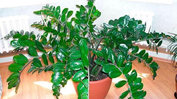 zorg voor zamioculcas