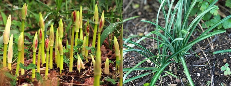 Cvijet likorisa u različito doba vegetacijske sezone