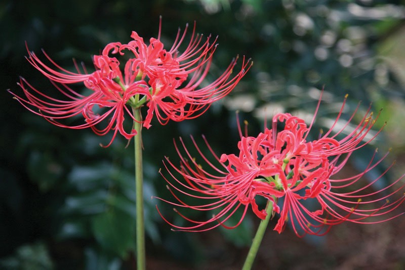 lycoris radiata