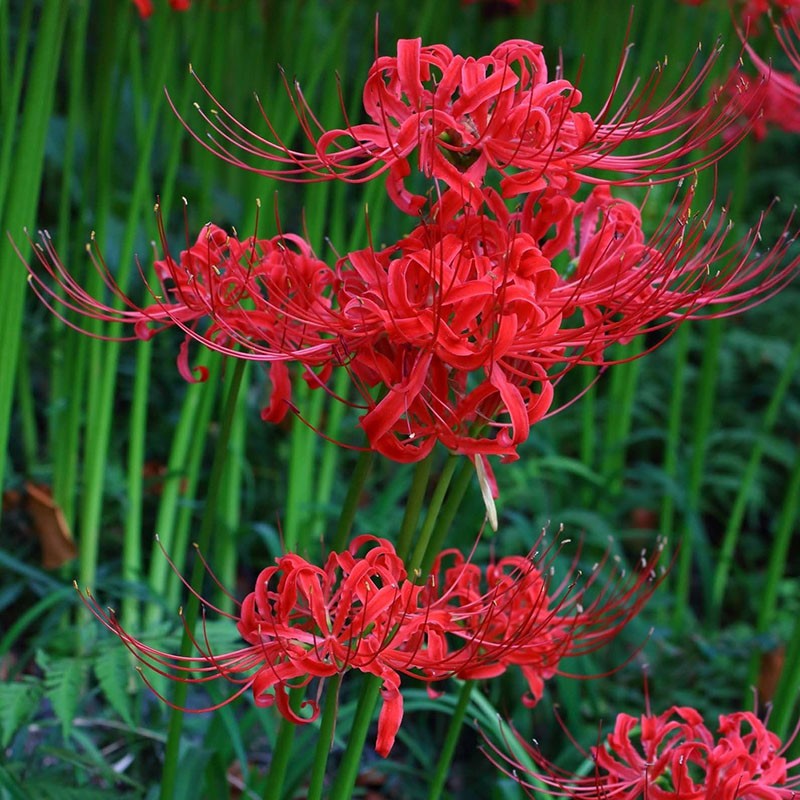 lycoris blistav