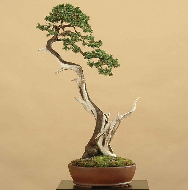 jeneverbes bonsai