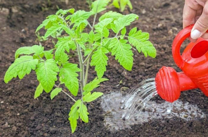 tomaten verzorgen