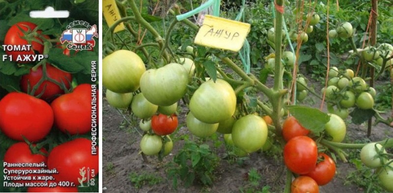 tomatenras opengewerkt in een open tuin