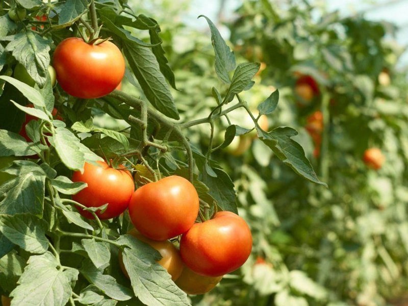 tomaten kweken van het ras Azhur