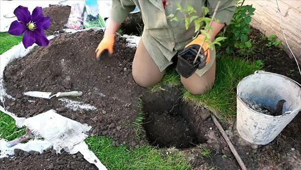 een zaailing planten