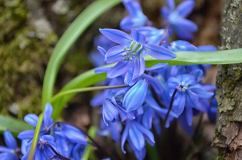 scilla sibirska