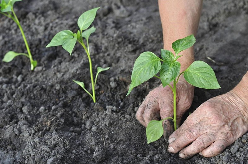 peperzaailingen in de volle grond planten