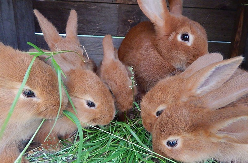 gras in de voeding van konijnen