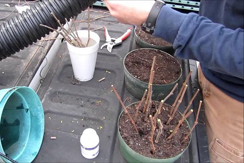 oogsten en planten van frambozenstekken