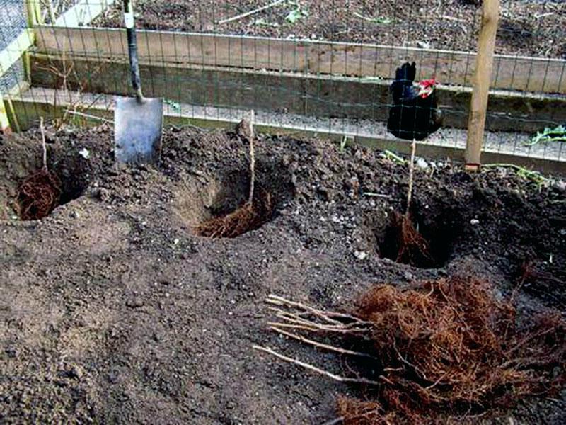 struikmethode voor het planten van frambozen