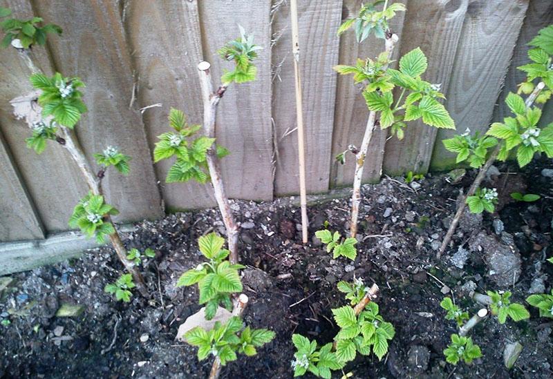 het planten van frambozen in de herfst was succesvol