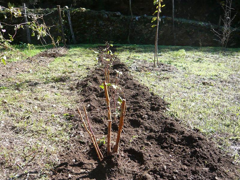 een plantplaats voor frambozen kiezen in de herfst