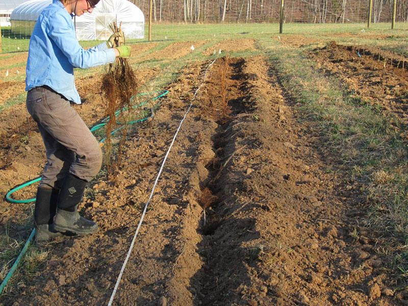 gewortelde frambozenstekken planten