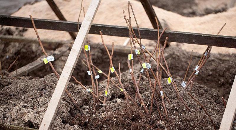 gezonde zaailingen voor het planten in de herfst